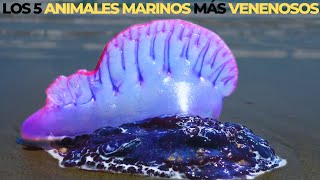 10 Peces y Animales Marinos Más Peligrosos del Mundo [upl. by Giardap604]