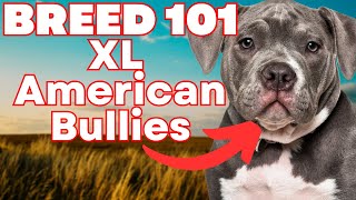 XL American Bully 101 EVERYTHING YOU NEED TO KNOW About XL American Bully Puppies [upl. by Ahsital]