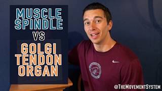 Muscle Spindle vs Golgi Tendon Organ Explained [upl. by Myles]