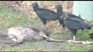 VULTURE GANG EATS DEAD DEER [upl. by Chellman]