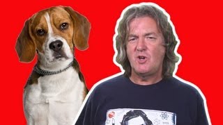 Can my dog understand me  James May QampA Ep 34  Head Squeeze [upl. by Spatz988]