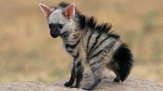 We Just Discovered The Aardwolf The Cutest Little Creature In The World amp We’re Totally In Love [upl. by Awuhsoj845]