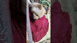 Zzzz zzzz zzzz  chowchow devrajsvlog [upl. by Khalin]