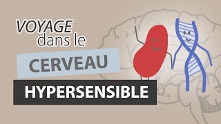 Comment fonctionne le CERVEAU dun HYPERSENSIBLE [upl. by Diamond]