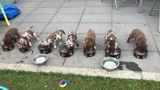 Aussiedor Puppies  Labrador x Aussie  Breakfast amp Playtime [upl. by Mcspadden]