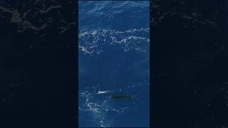 Sailfish Mayhem sailfish fishing kwillo89 [upl. by Sukul]