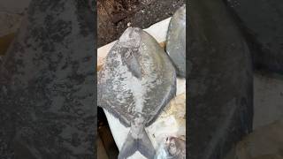 पापलेट pomfret fish🐠 pomfret bestfish ytshorts fish [upl. by Dagney]