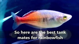 Rainbowfish tank mates  what fish can you have with rainbow fish rainbowfish compatible tank mates [upl. by Sky]