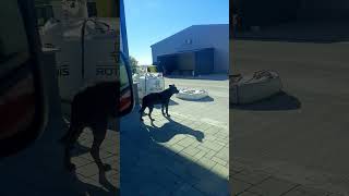 Only in Romania the Cane Corso dog looks amazed and listens to the argument between people [upl. by Kappenne]