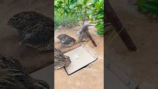 DIY Simple Trap  Quail Trap shorts [upl. by Malony788]