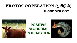 Protocooperation and its examples  Positive Microbial interaction  Microbiology  Tamil [upl. by Hitt]