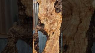 curly splated maple burl slab location in south independence Oregon [upl. by Elatan345]