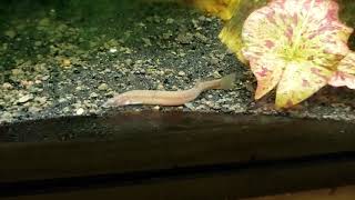 Long Forgotten Kuhli Loaches Reappear In My Gourami Tank [upl. by Ocire]