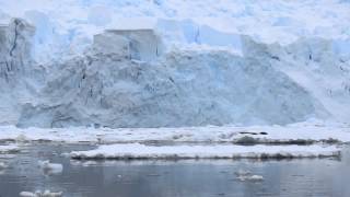 Orcas team hunting in Antarctica [upl. by Calmas948]