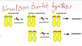 knudson two hit hypothesis compound heterozygote and consanguinty [upl. by Anelra]