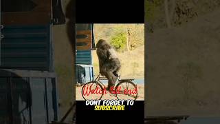 The gorilla have 1000 IQ facts automobile amazingfacts story factsinhindi facts [upl. by Lady]