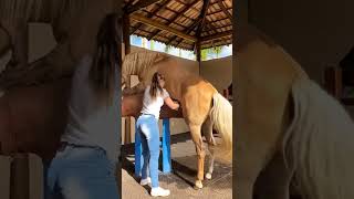 How the girl collects horse sperm shorts [upl. by Omer]