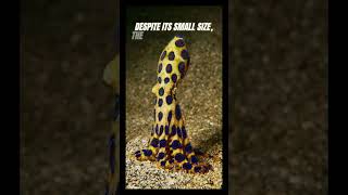 Meet the blue ringed octopus 🐙 [upl. by Ydualc]