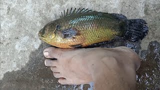 BIGGEST ANABAS FISH KERALA [upl. by Brandie]