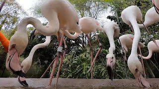 Feeding at the Flamingo Buffet [upl. by Roxie]