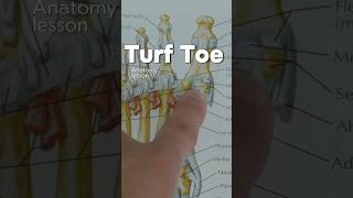 🚨 Anatomy Lesson Understanding Turf Toe [upl. by Eirol120]