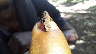 Montagne DAmbre National Park smallest chameleon camo gecko ferns [upl. by Mauralia]