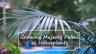 How to Grow Majesty Palms  Majesty Palm Care  Ravenea rivularis [upl. by June]