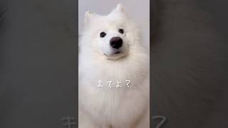 キッチン横の可愛い誘惑 サモエド 癒し動画 samoyed [upl. by Aynatal]