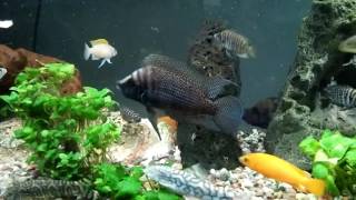 Big White Calvus with Big Black Compressiceps Tanganyikan Cichlids [upl. by Camm718]