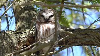 Northern Saw Whet Owl [upl. by Glennie746]