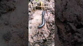 Millipede Animal so Cute 😱😲 millipede 3 insects animals cuteanimals [upl. by Pitt]