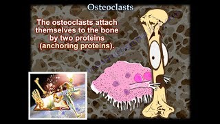 Osteoclasts  Everything You Need To Know  Dr Nabil Ebraheim [upl. by Leummas]