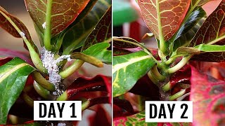 5 SIMPLEST Ways To GET Rid of Mealybugs In MINUTES [upl. by Nirb]