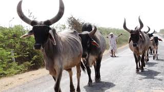 Vagad Kutch Rapar  Cow Gau mata Gavsala Video  Babu Ahir  Gayu Na Govaliya BALAJI DIGITAL [upl. by Sladen]