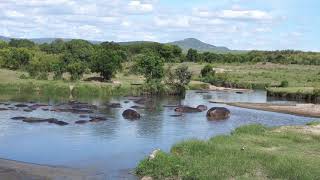 Hippo Pool Bar Keekorok Lodge MasaiMara [upl. by Nywde622]