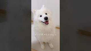 キッチン横の可愛い誘惑 サモエド 大型犬 samoyed [upl. by Aicia207]