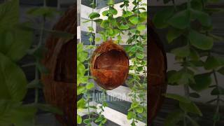 How to Make Bird HouseFeeder With Coconut Shell🐦HomeMadeCrafts🦜EasyampSimpleCrafts Bestoutofwaste DIY [upl. by Gnanmas]