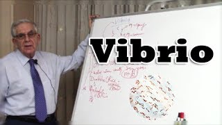 Vibrio Gramnegative bacteria  بكتيريا الضمة البكتيريا السالبة لصبغة جرام [upl. by Anaugahs]