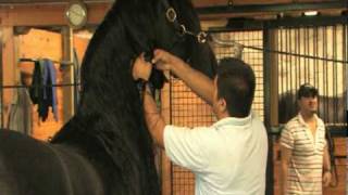 Friesian Horse Grooming Techniques  Wash and Dry [upl. by Nnairahs]