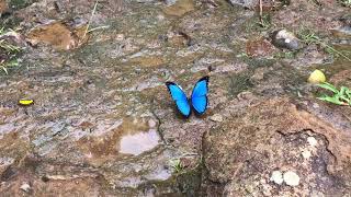 メネラウスモルフォMorpho menelaus トゥタピシコ川 20181027 Rio Tutapishco Orellana Butterfly of Ecuador [upl. by Haimarej243]