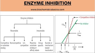 Enzyme Inhibition and Its Types  Enzyme Inhibition  Biochemistry [upl. by Neda]