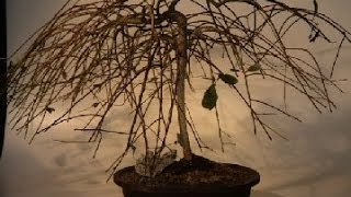 Flowering Weeping Pussy Willow Bonsai Tree salix caprea pendula [upl. by Llimaj]