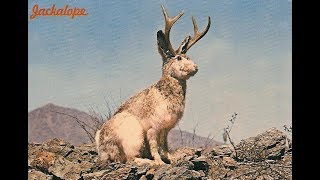 The Truth About Jackalopes A Cryptozoology Report [upl. by Junko]