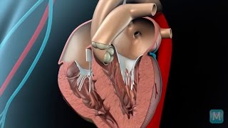 How do heart valves function [upl. by Leighton]