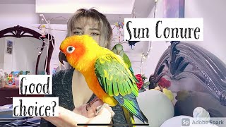 Guide to owning a sun conure what its like [upl. by Bowyer954]