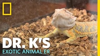 Humongosaur the Bearded Dragon  Dr Ks Exotic Animal ER [upl. by Juetta219]