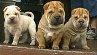 shar pei [upl. by Linis139]