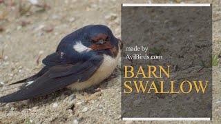 Barn Swallow Hirundo Rustica [upl. by Ainola]