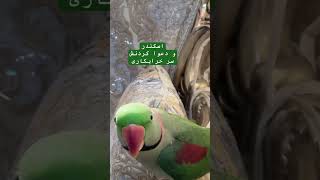 اسکندر و دعوا کردنش parrot birds talkingparrot animals funny lovebirds [upl. by Anahsohs154]