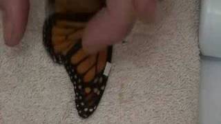 Live Monarch Foundation  How to fix a broken butterfly wing [upl. by Auod28]